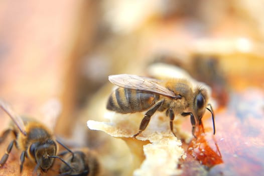 Closeup of bees eating honey