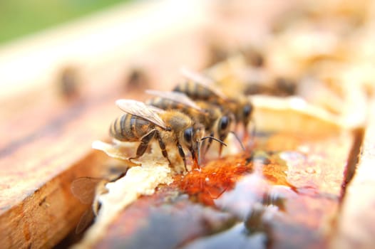 Closeup of bees eating honey