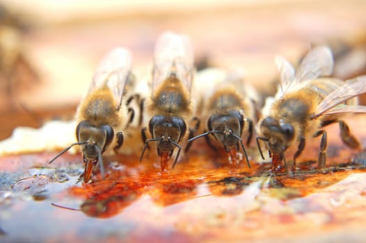 Closeup of bees eating honey