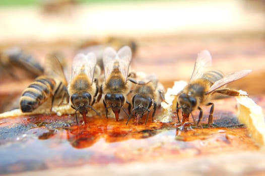 Closeup of bees eating honey