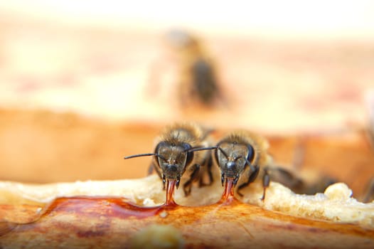 Closeup of bees eating honey
