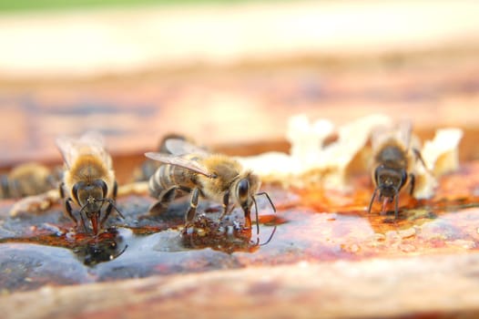 Closeup of bees eating honey