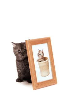 Kittens
