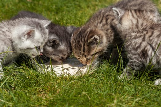 milk perks up tired cats