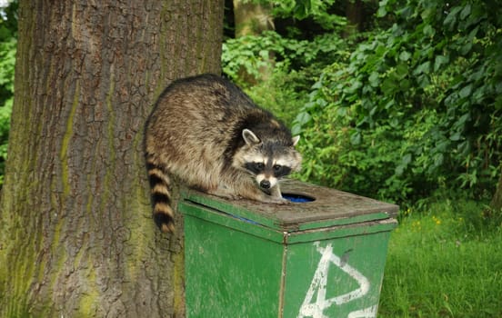 Raccoon in search of food