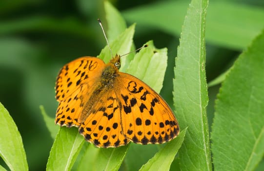 Mother-of-pearl butterfly Brenthis ino