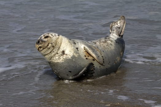 Grey seal on Heligoland