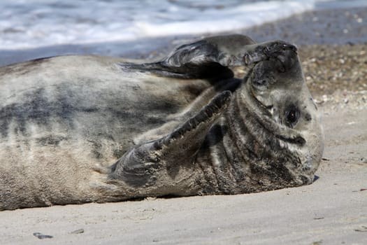 Grey seal on Heligoland