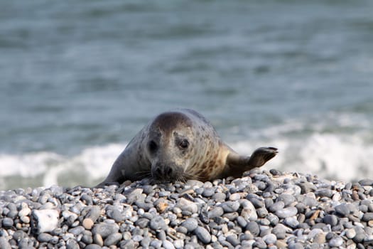 Grey seal on Heligoland