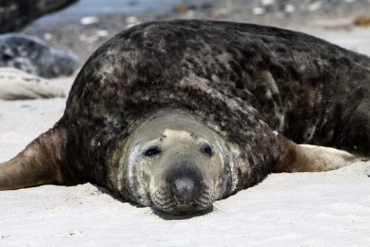 Grey seal on Heligoland