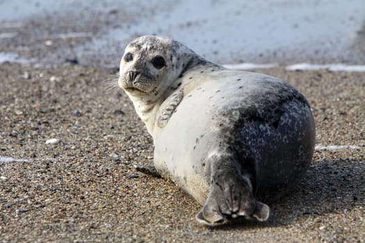 Grey seal on Heligoland