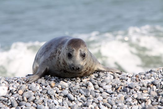 Grey seal on Heligoland