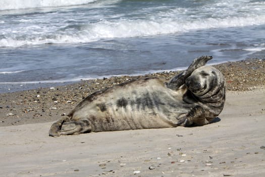 Grey seal on Heligoland