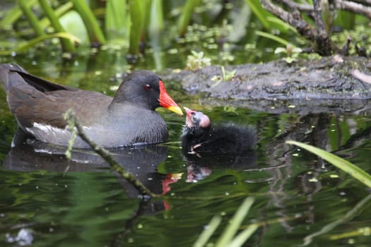 Pond Rail with Chicks