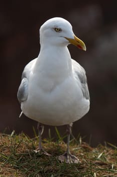 Black-headed gull