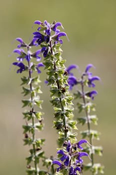 Meadow sage