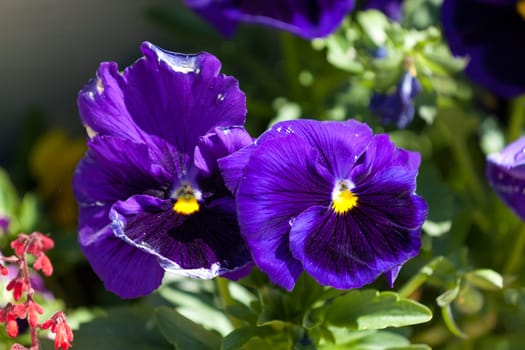 Close-up of beautiful purple pansies