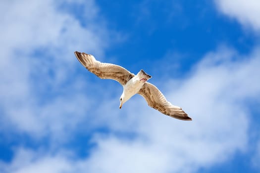 Seagull in flight against blue sky