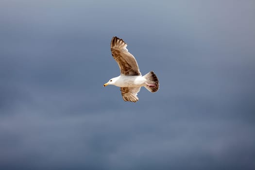 Seagull in flight in the sky