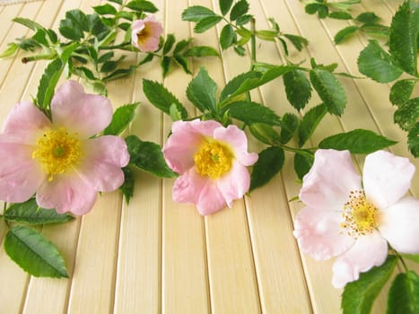 Rose hip
