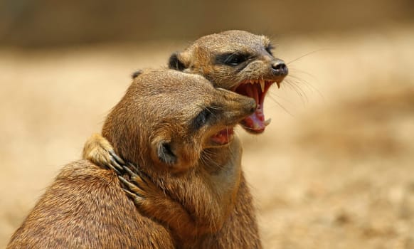 Small scuffle