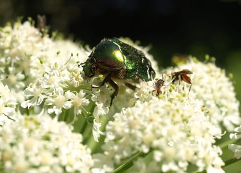 rose chafer