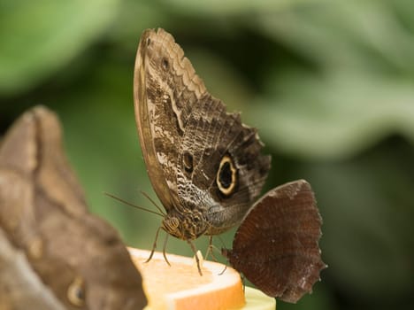 three banana butterflies sitting on an orange slice  Focus on single butterfly against blurred natural background
