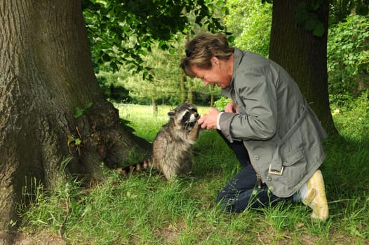 Kassel Wilhelmshöhe has the largest population of raccoons in all of Europe! This one lives right next to a large lake. If he doesn't beg for some food from time to time,he kills the ducks,which currently have chicks.