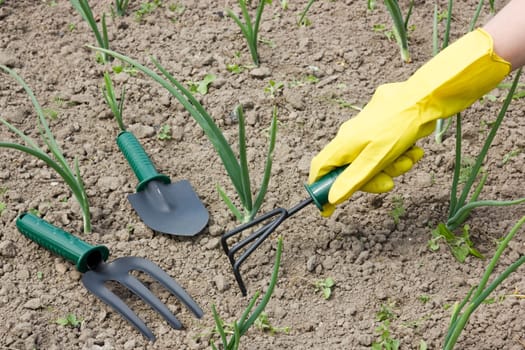 gardening concept. female hand in a glove with garden tool