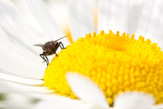 fly sitting on the blooming daisy. very shallow dof.