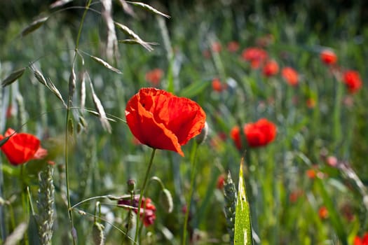 Poppies in the field