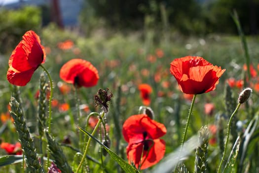 Poppies in the field