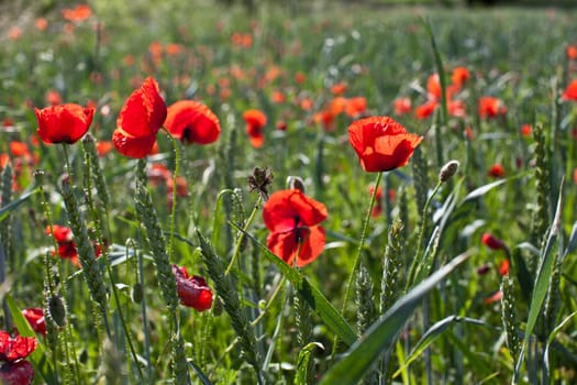 Poppies in the field