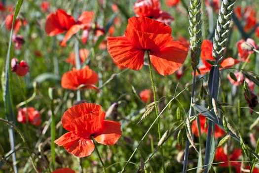 Poppies in the field