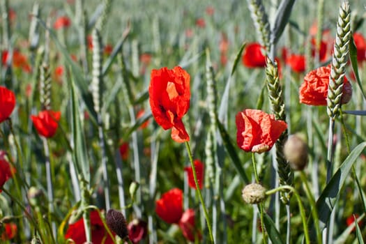 Poppies in the field