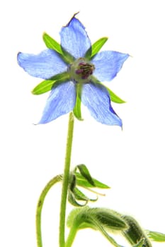 Borage Flower,Isolated Against White Background
