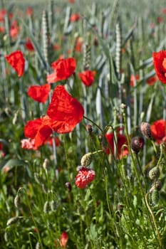 Poppies in the field