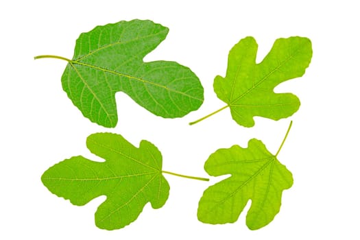 Four fig leaves against white background