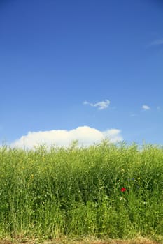 Rapeseed field after flowering with blue sky and wild plants such as poppies and cornflowers
