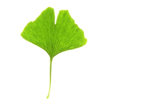 Ginkgo leaf,isolated against white background