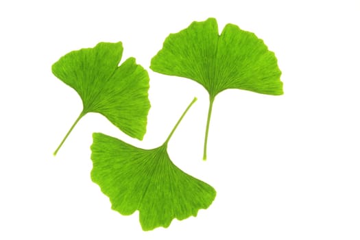 Ginkgo leaves,isolated against white background
