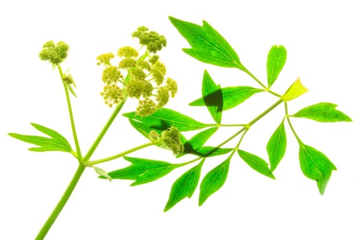 Lovage - Levisticum officinale - isolated against white background