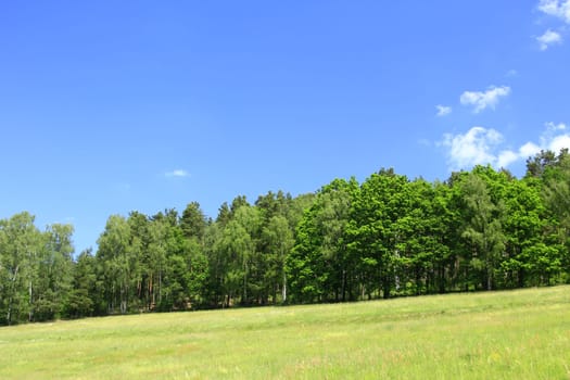 Natural landscape in Saxony,with blue sky,edge of forest and meadow