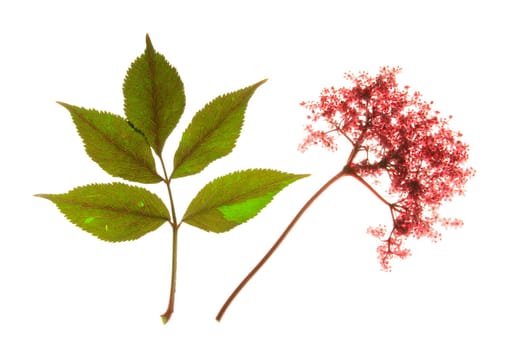 red flowering black elderberry (Sambucus nigra),with flower and leaves,isolated against a white background