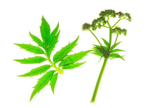 Valerian (Valeriana officinalis) with flower and leaf isolated against white background