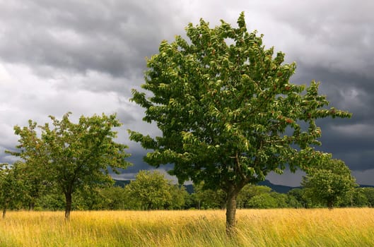 Thunderstorm atmosphere over the cherry trees