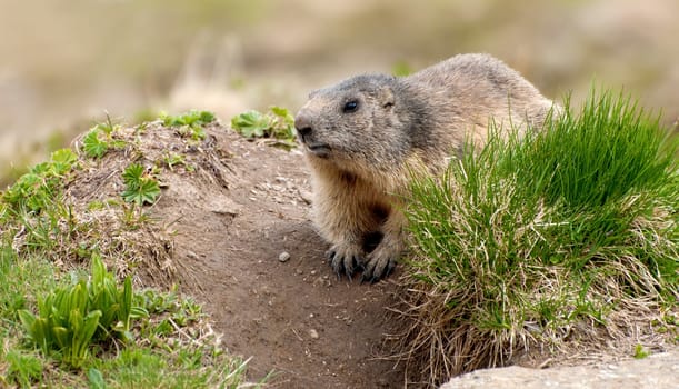Marmot