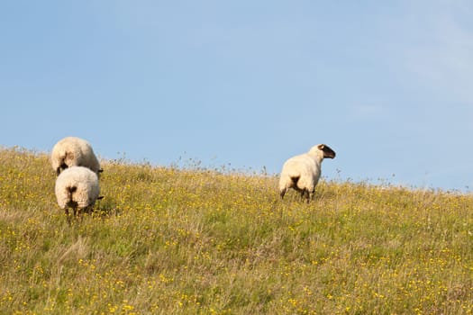 Three sheep in the pasture near Zicker