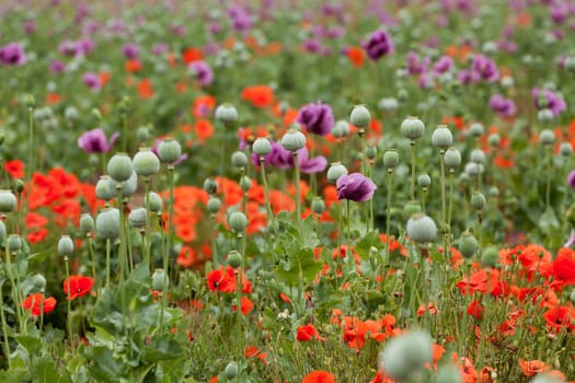 Poppies,field with different colors and buds