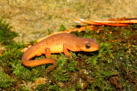 Eastern Newt (Notophthalmus viridescens) found near a northern Alabama stream.
